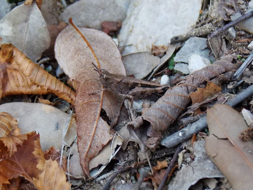 Aiolopus strepens